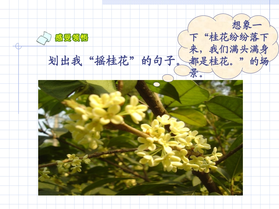 苏教版语文四年级上册《桂花雨》PPT课件_第2页
