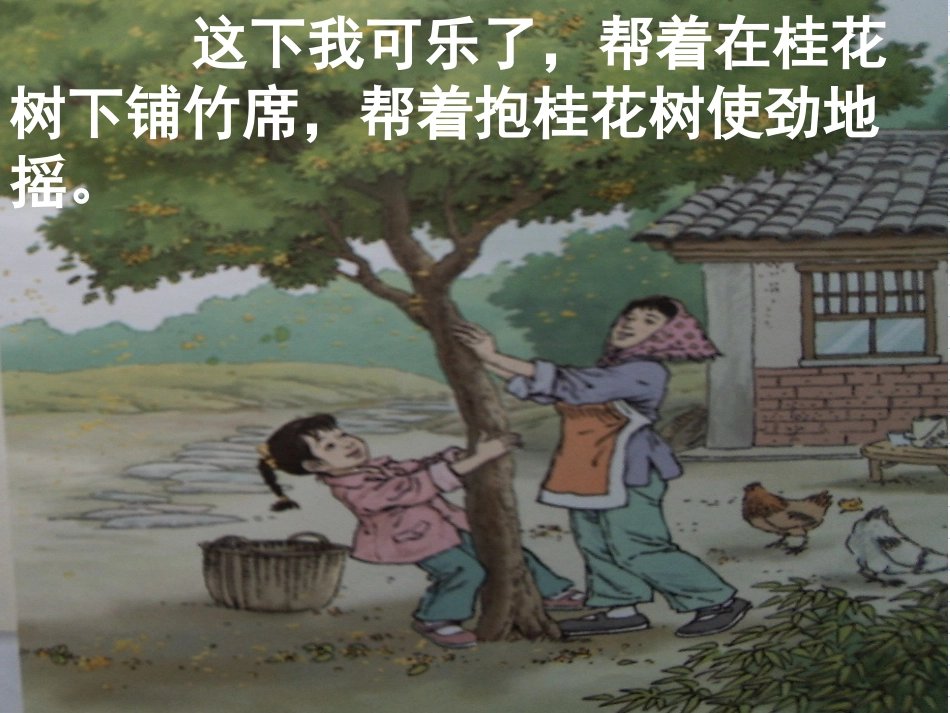 苏教版语文四年级上册《桂花雨》PPT课件_第3页