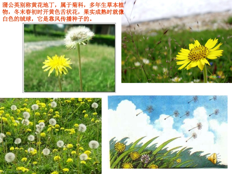 苏教版语文三年级上册《蒲公英》PPT课件_第3页
