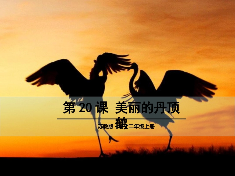 美丽的丹顶鹤_第1页