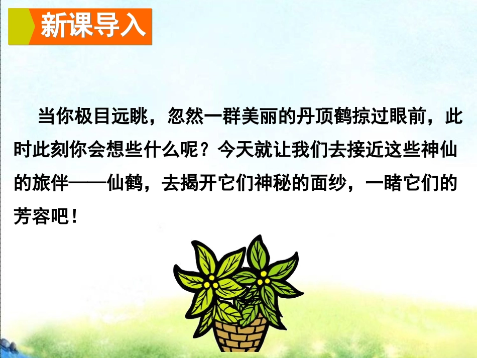美丽的丹顶鹤_第2页