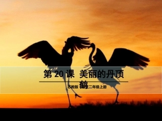 美丽的丹顶鹤