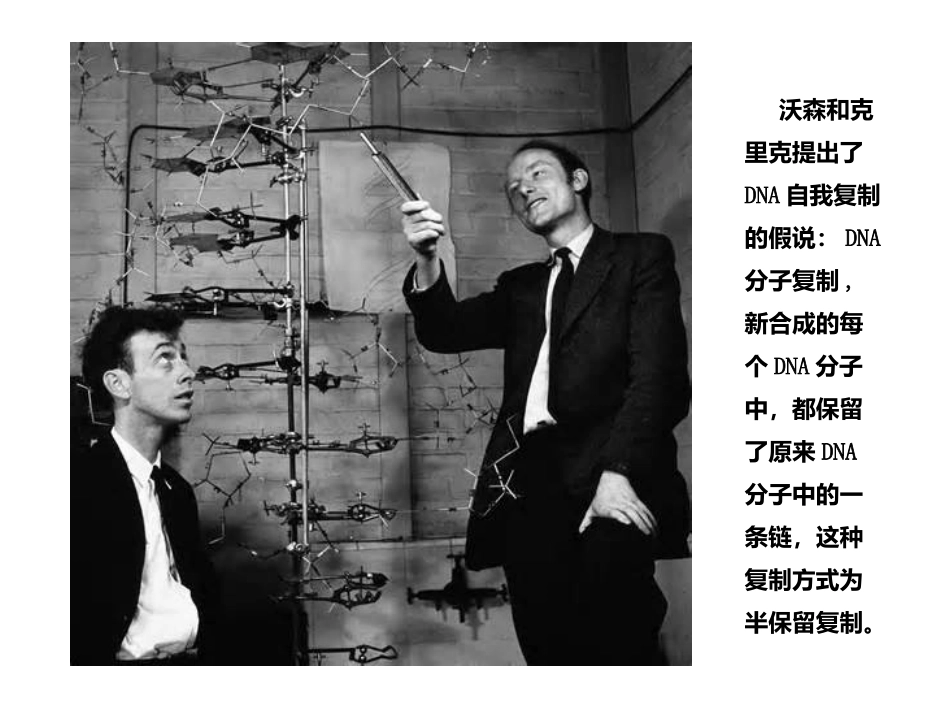 第三节--遗传信息传递_第2页