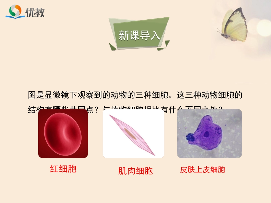 《动物细胞》优教课件1_第3页