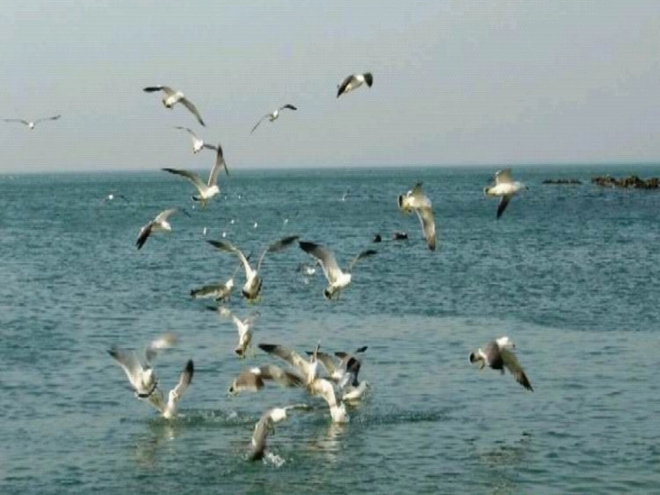 《鸟岛》PPT课件（苏教版二年级语文下册课件）_第3页