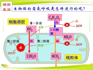 光合作用绿叶中色素的提取和分离