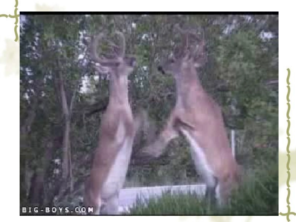 作文系列课件-学写情景交融的记_第3页