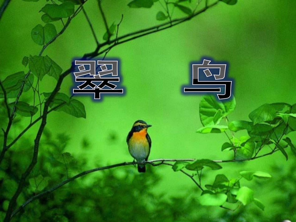 《翠鸟》课件2_第1页