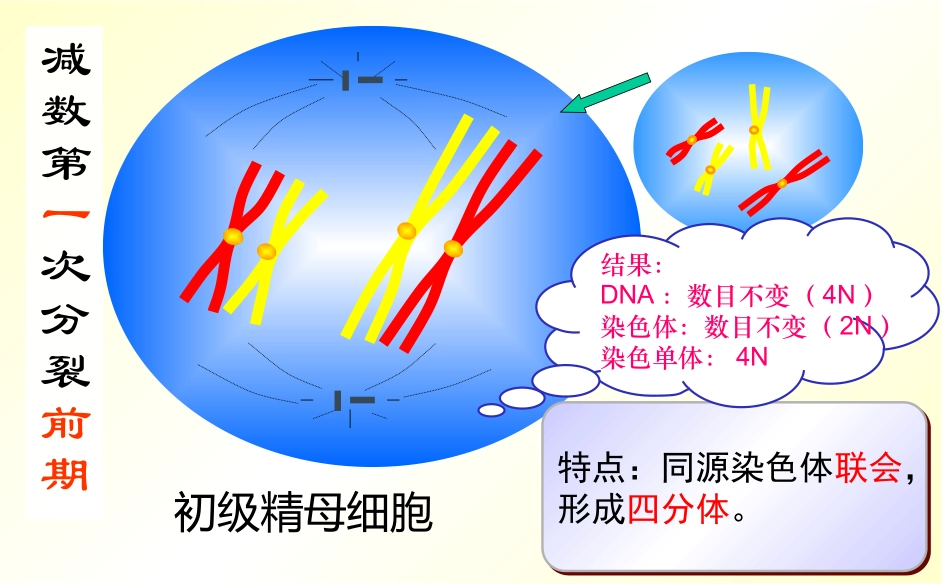 我做的减数分裂_第2页