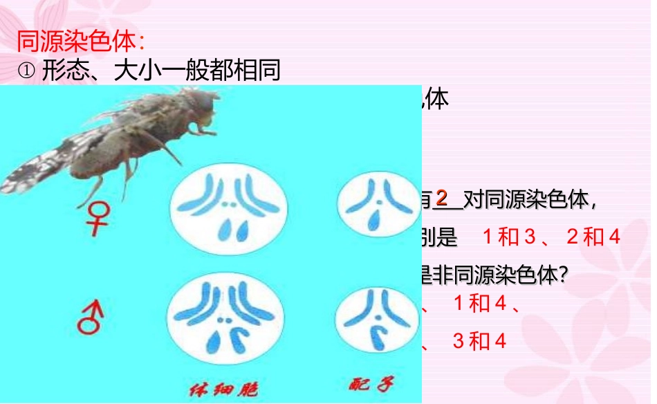 我做的减数分裂_第3页