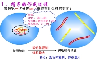 我做的减数分裂