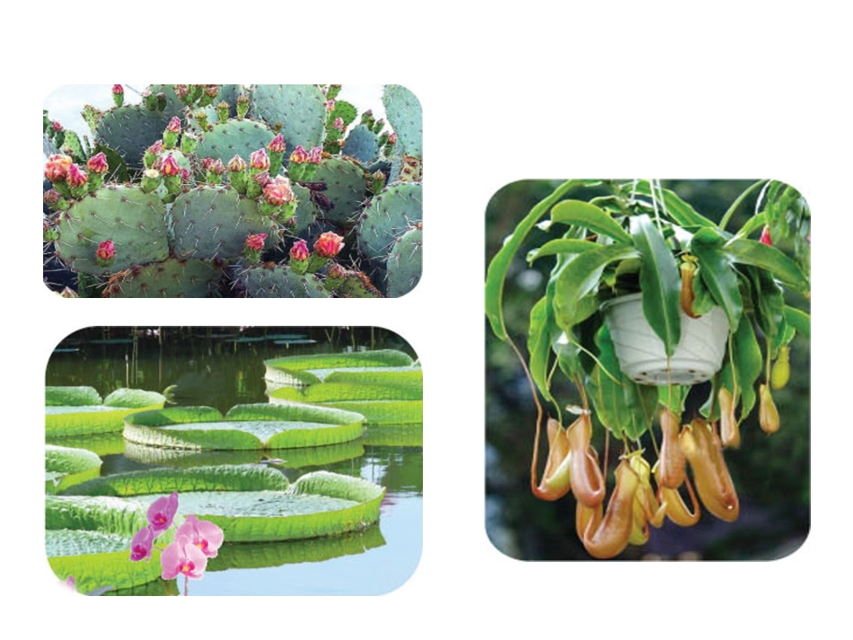 四年级科学第八课《植物的身体》_第2页