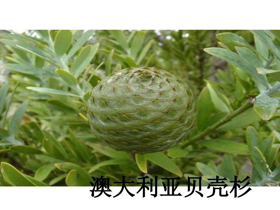 四年级科学第八课《植物的身体》_第3页