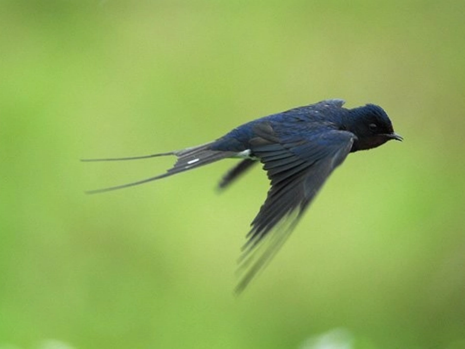 《燕子》课件2_第3页