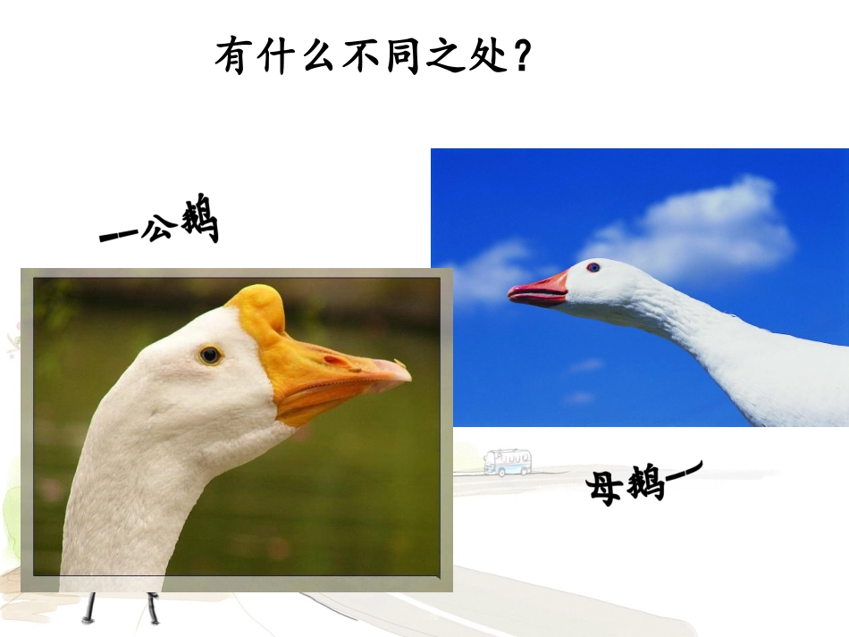 《白公鹅》课件1_第3页