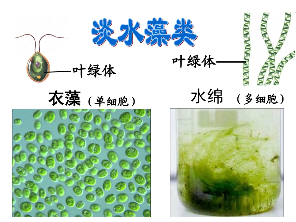藻类苔藓和蕨类植物人教版_第3页