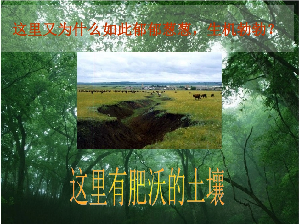 巴提鲁克苏教版小学科学三年级下册《肥沃的土壤》课件_第3页