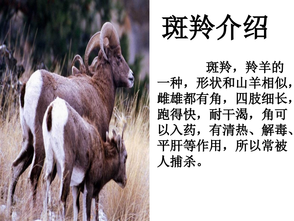 《斑羚飞渡》_第3页