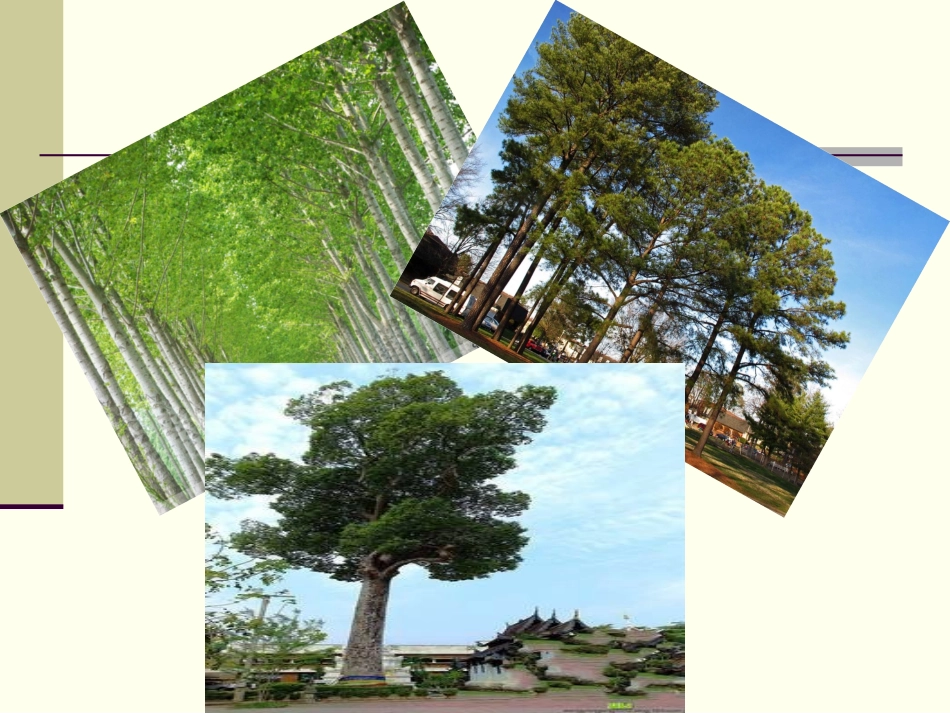 植物的茎和物质运输_第2页