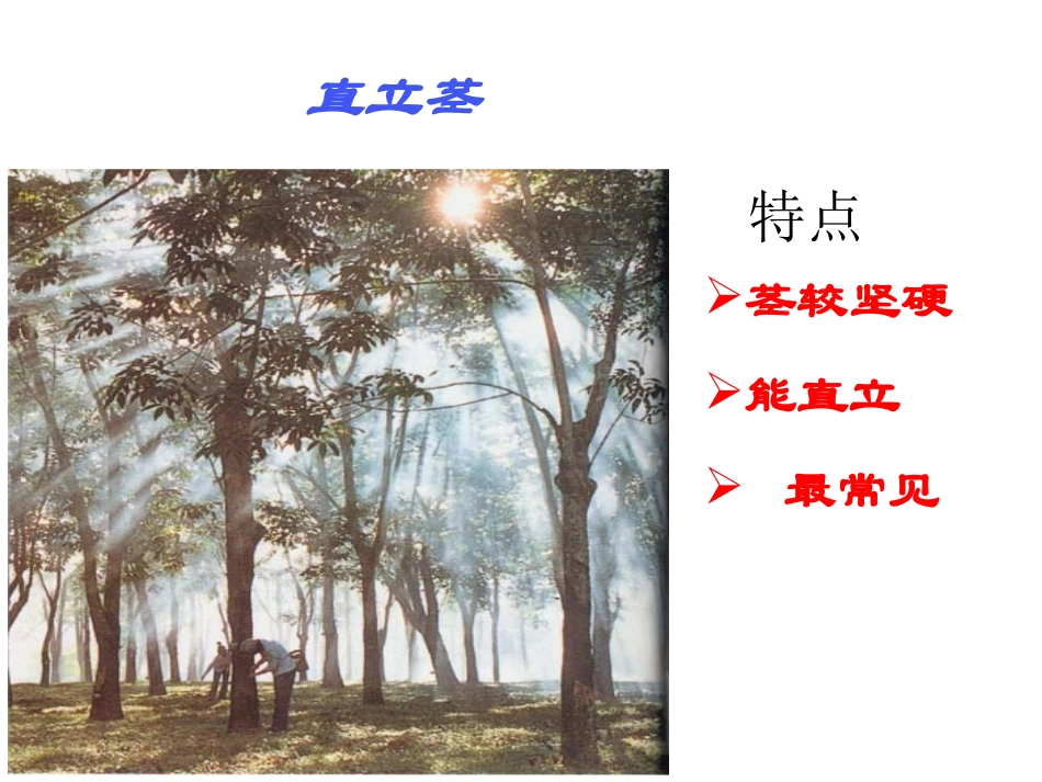 植物的茎和物质运输_第3页