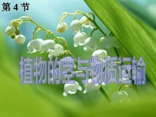 植物的茎和物质运输