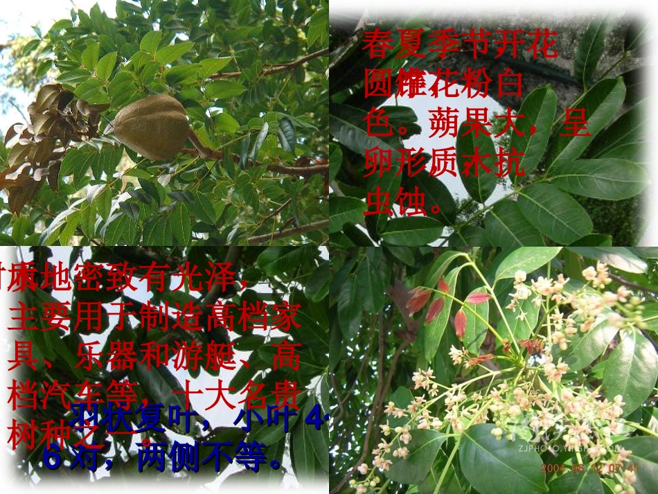 人教版语文六年级下册《桃花心木》课件_第2页