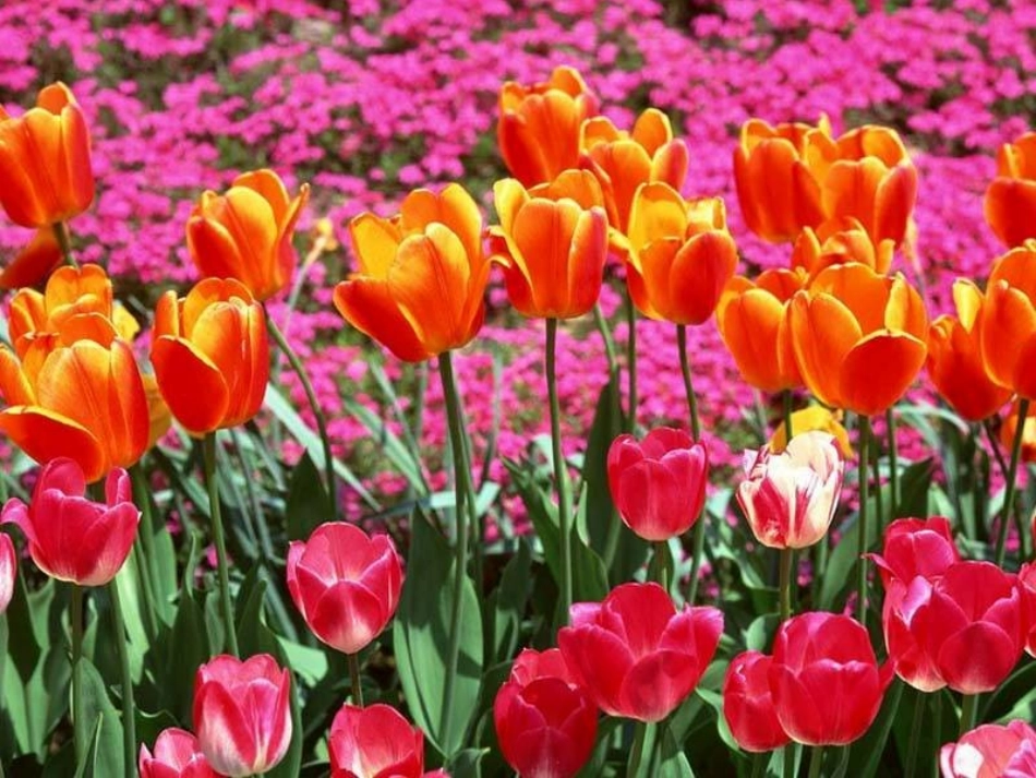 《高尔基和他的儿子》课件2_第3页