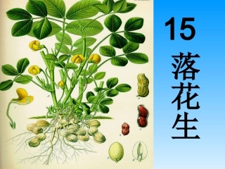 落花生课件(1)