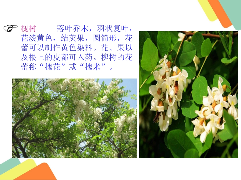 槐乡的孩子 ()_第2页