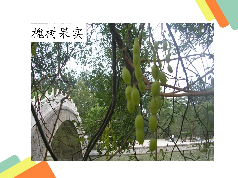 槐乡的孩子 ()_第3页