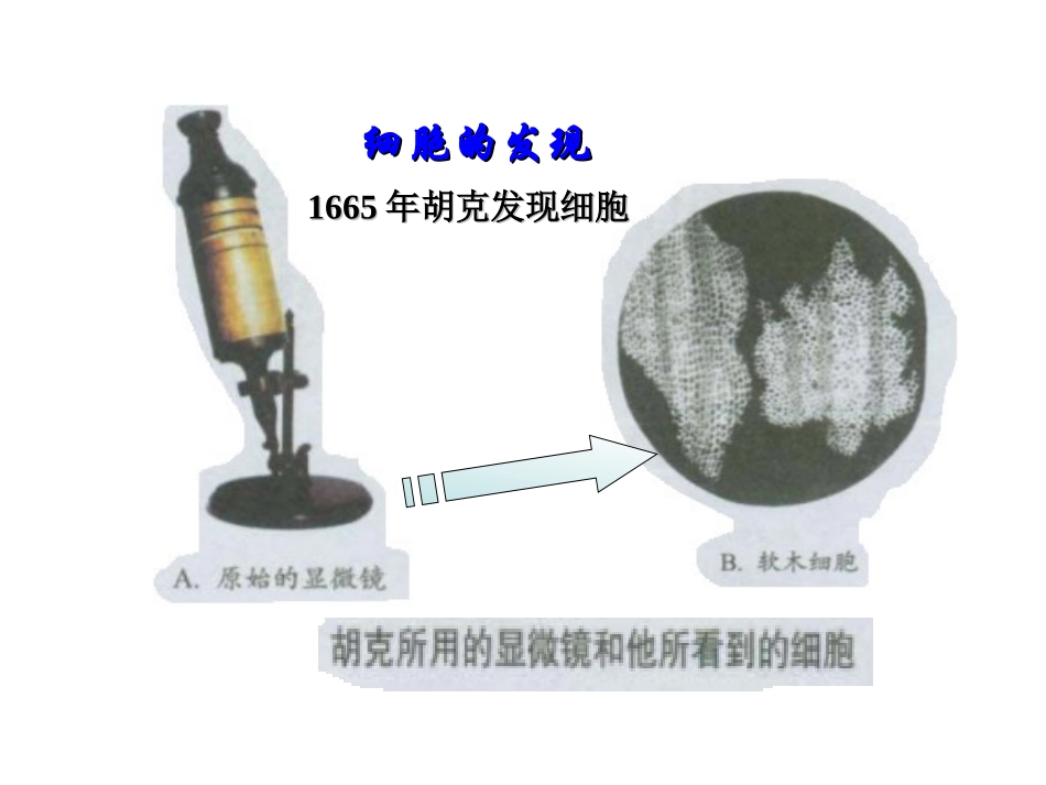 第二章细胞的结构(第一节细胞概述)１_第2页