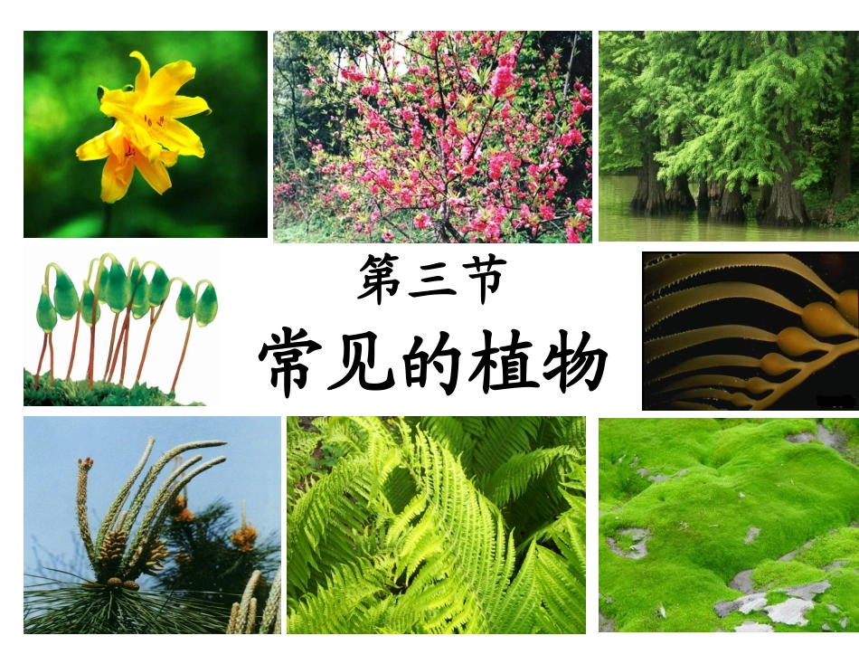 第5节常见的植物第1课时ZL_第2页