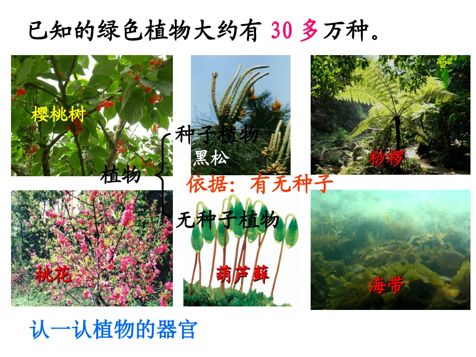 第5节常见的植物第1课时ZL_第3页