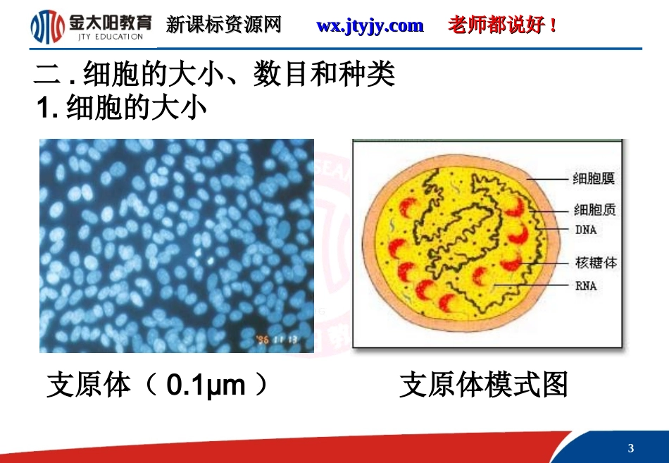 细胞概述（课件）_第3页