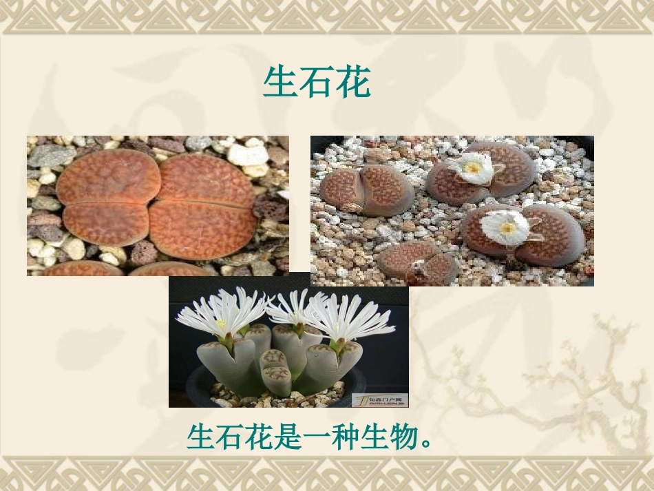 生物的基本特征_第3页