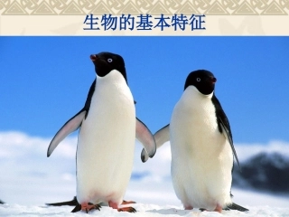 生物的基本特征