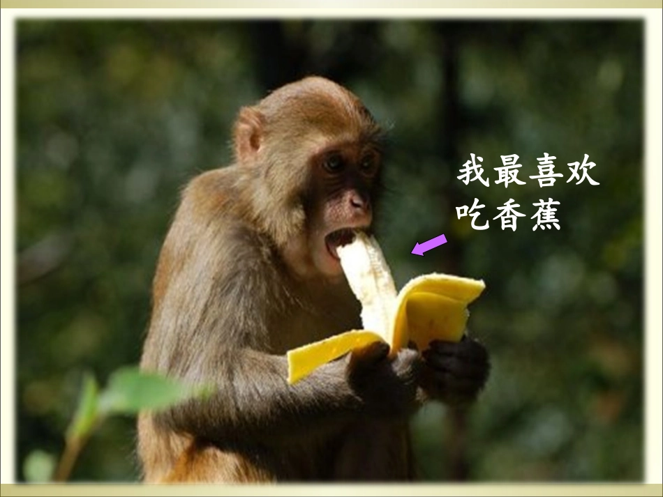 小猴子吱吱叫_第2页