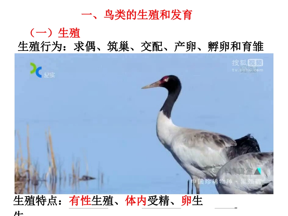 鸟类的生殖和发育_第2页