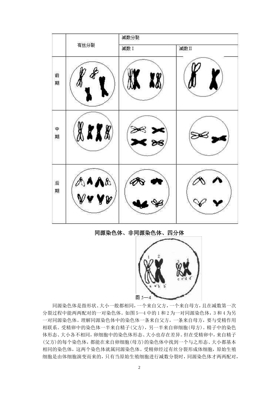 有丝分裂和减数分裂图象的鉴别_第2页