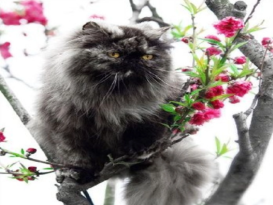 《找不到快乐的波斯猫》课件（语文S版二年级5下册课件）_第3页