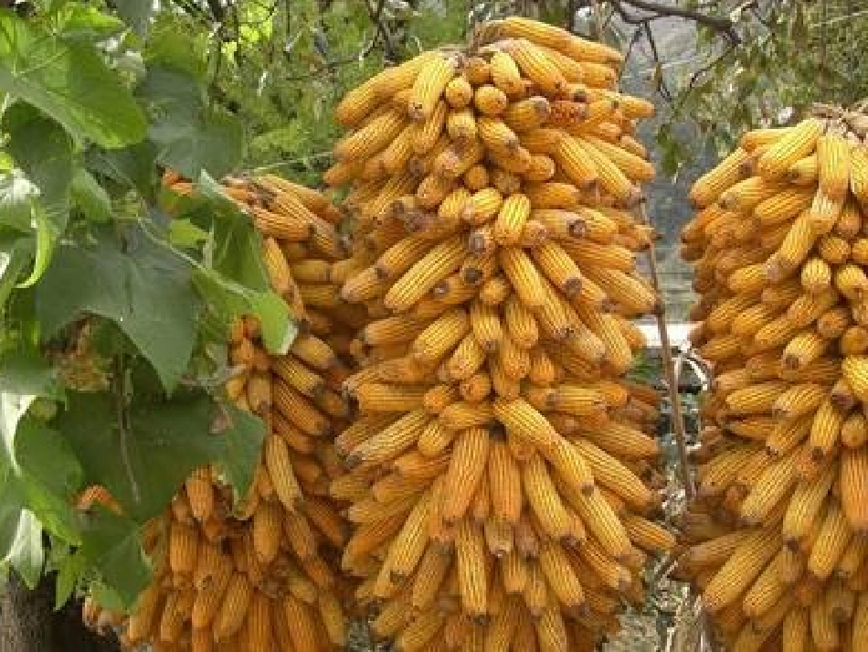 听听秋的声音PPT课件_第2页