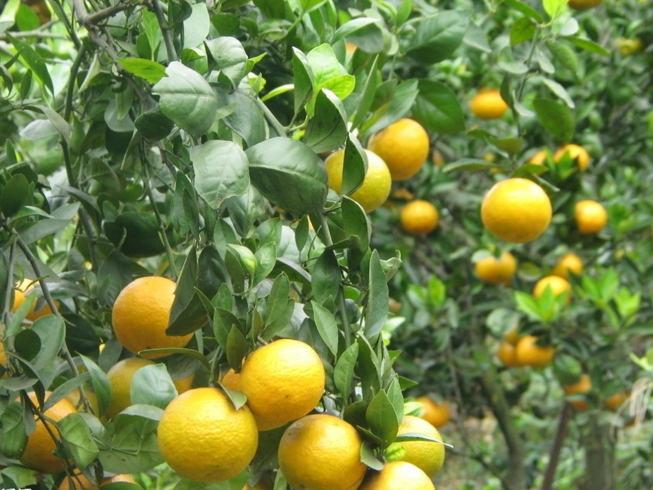 听听秋的声音PPT课件_第3页