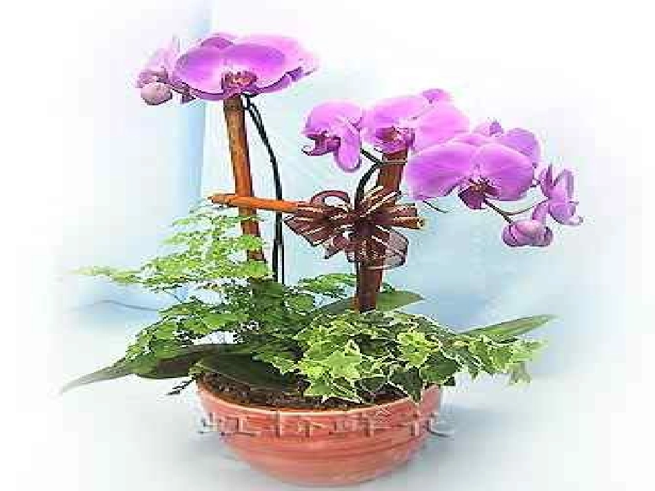 心理健康教育辅导主题班会_第1页