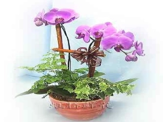 心理健康教育辅导主题班会