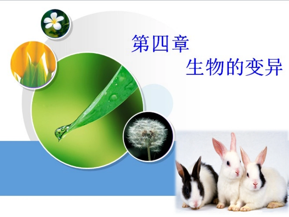 第一节生物变异的来源韦红_第1页