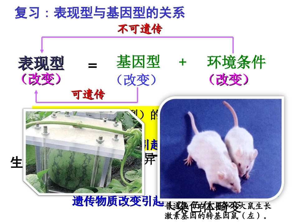 第一节生物变异的来源韦红_第2页