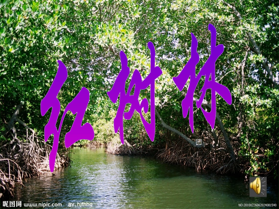 红树林PPT_第1页