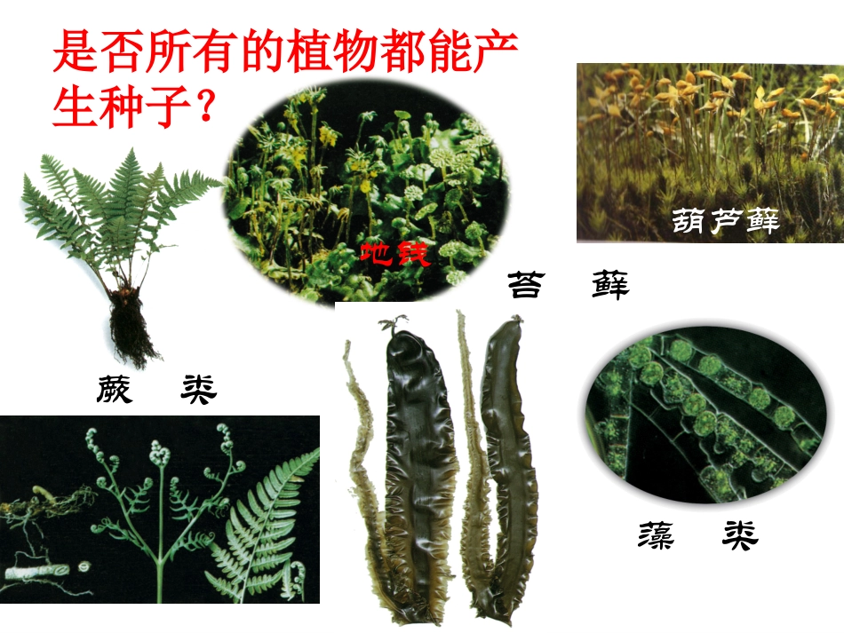 第5节常见的植物第2课时ZL_第2页