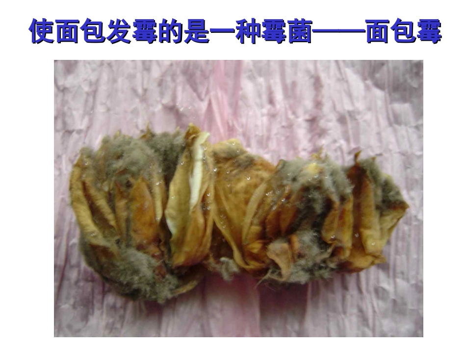 细菌和真菌[wwwedudownnet]11_第3页