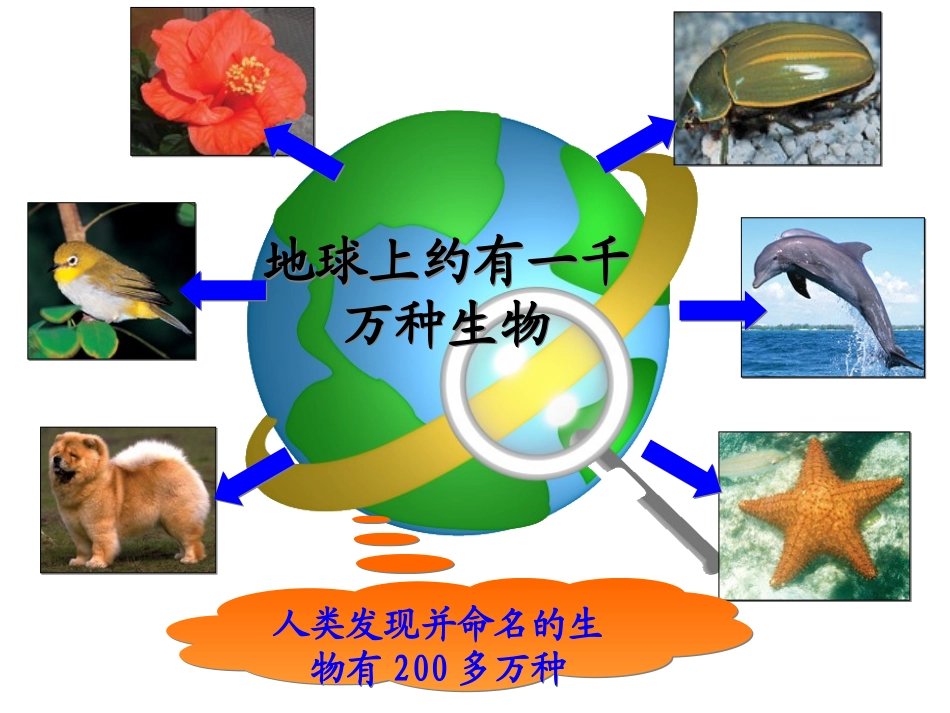 生物的多样性统一性和进化_第2页